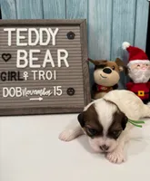 Troi, a female Bichon Frise and Shih Tzu for sale in New York Mills, MN – Photo 4 of 6