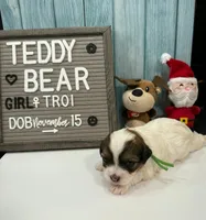 Troi, a female Bichon Frise and Shih Tzu for sale in New York Mills, MN – Photo 3 of 6