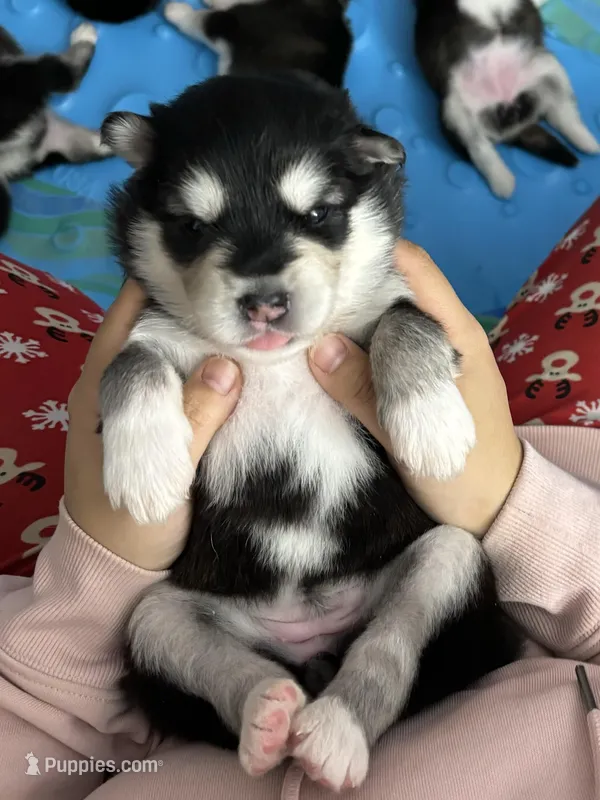 Red Girl(long hair) – Alaskan Malamute puppy for sale in North Dartmouth, MA