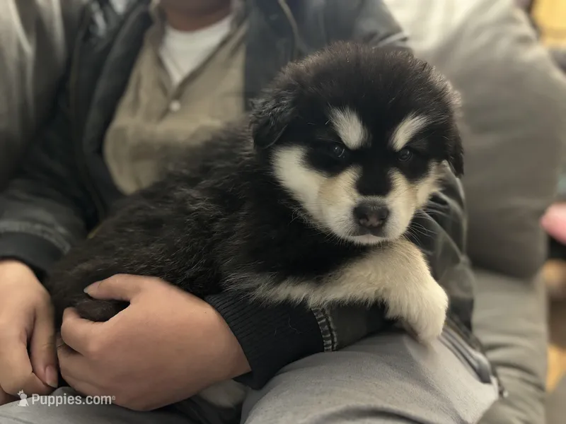 Red Girl(long hair) – Alaskan Malamute puppy for sale in North Dartmouth, MA