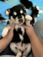 Red Girl(long hair), a female Alaskan Malamute for sale in North Dartmouth, MA – Photo 2 of 7