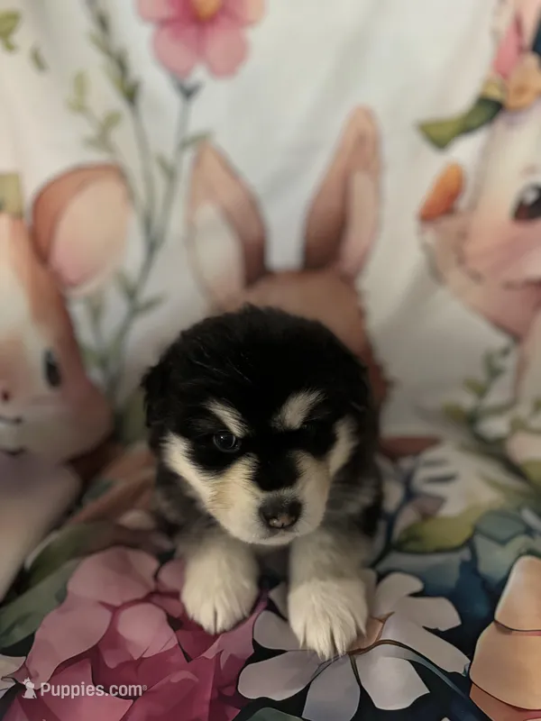 Red Girl(long hair) – Alaskan Malamute puppy for sale in North Dartmouth, MA