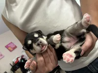 Red Girl(long hair), a female Alaskan Malamute for sale in North Dartmouth, MA – Photo 4 of 7