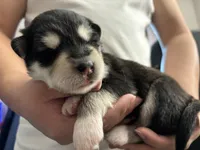 Red Girl(long hair), a female Alaskan Malamute for sale in North Dartmouth, MA – Photo 3 of 7