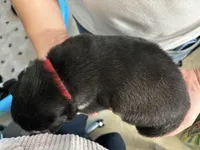 Red Girl(long hair), a female Alaskan Malamute for sale in North Dartmouth, MA – Photo 5 of 7