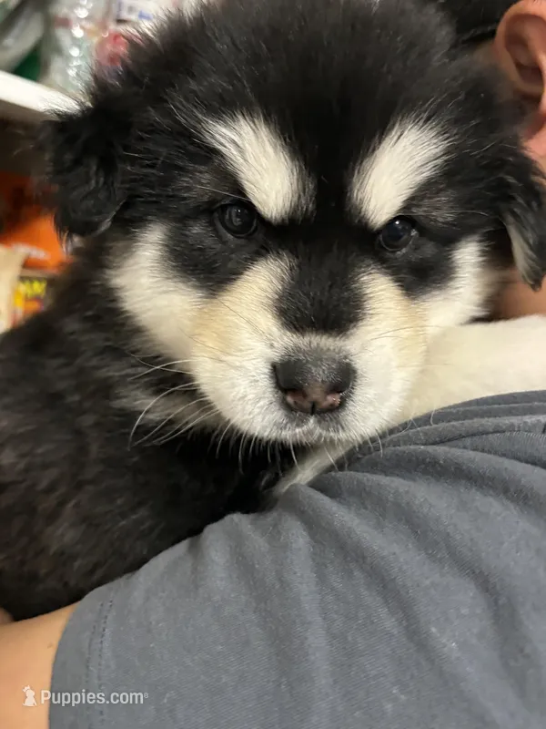 Red Girl(long hair) – Alaskan Malamute puppy for sale in North Dartmouth, MA