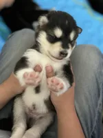 Black Boy(long hair), a male Alaskan Malamute for sale in North Dartmouth, MA – Photo 2 of 2