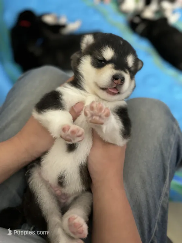 Black Boy(long hair) – Alaskan Malamute puppy on hold in North Dartmouth, MA