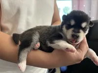 Yellow Girl, a female Alaskan Malamute for sale in North Dartmouth, MA – Photo 6 of 9