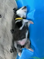 Yellow Girl, a female Alaskan Malamute for sale in North Dartmouth, MA – Photo 7 of 9