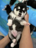 Yellow Girl, a female Alaskan Malamute for sale in North Dartmouth, MA – Photo 2 of 9