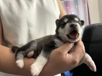 Yellow Girl, a female Alaskan Malamute for sale in North Dartmouth, MA – Photo 5 of 9