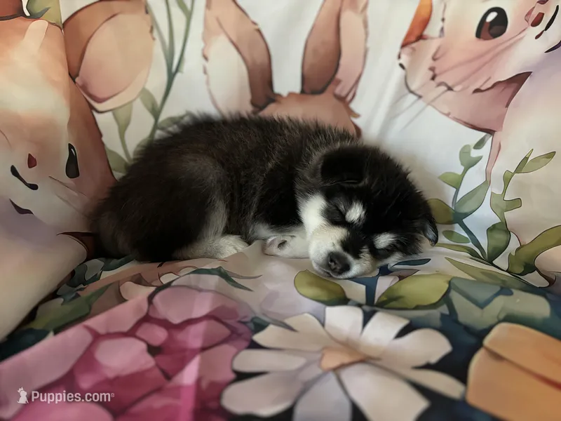 Yellow Girl – Alaskan Malamute puppy for sale in North Dartmouth, MA