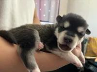 Yellow Girl, a female Alaskan Malamute for sale in North Dartmouth, MA – Photo 8 of 9