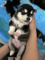 Yellow Girl, a female Alaskan Malamute for sale in North Dartmouth, MA – Photo 1 of 9