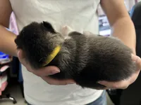 Yellow Girl, a female Alaskan Malamute for sale in North Dartmouth, MA – Photo 4 of 9