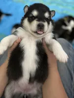 White Girl, a female Alaskan Malamute for sale in North Dartmouth, MA – Photo 2 of 9