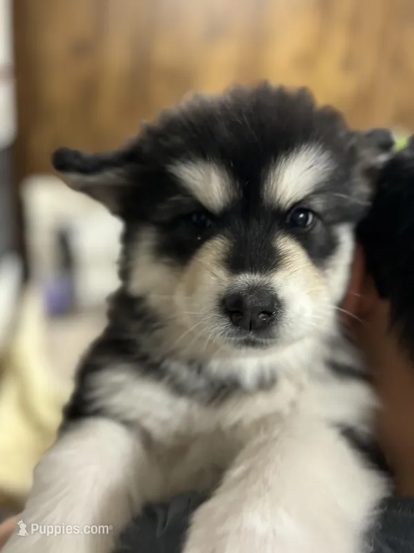 White Girl – Alaskan Malamute puppy for sale in North Dartmouth, MA