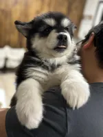 White Girl, a female Alaskan Malamute for sale in North Dartmouth, MA – 4 of 10