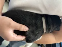 White Girl, a female Alaskan Malamute for sale in North Dartmouth, MA – Photo 5 of 9