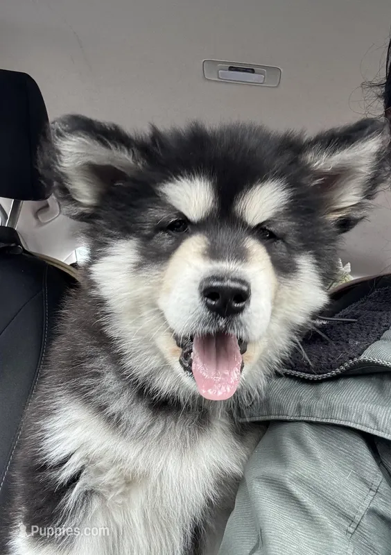 White Girl – Alaskan Malamute puppy for sale in North Dartmouth, MA