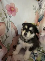 White Girl, a female Alaskan Malamute for sale in North Dartmouth, MA – 6 of 10
