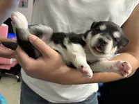 White Girl, a female Alaskan Malamute for sale in North Dartmouth, MA – Photo 6 of 9