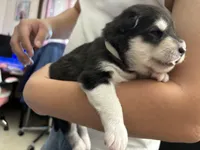 White Girl, a female Alaskan Malamute for sale in North Dartmouth, MA – Photo 4 of 9