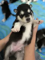 White Girl, a female Alaskan Malamute for sale in North Dartmouth, MA – Photo 3 of 9