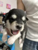White Girl, a female Alaskan Malamute for sale in North Dartmouth, MA – Photo 7 of 9
