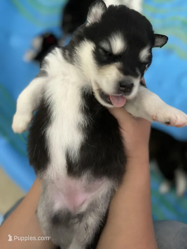 White Girl – Alaskan Malamute puppy for sale in North Dartmouth, MA