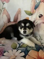 White Girl, a female Alaskan Malamute for sale in North Dartmouth, MA – 5 of 10