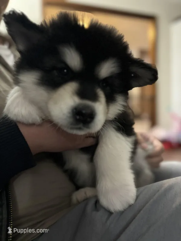 White Girl – Alaskan Malamute puppy for sale in North Dartmouth, MA
