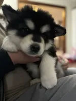 White Girl, a female Alaskan Malamute for sale in North Dartmouth, MA – 2 of 10