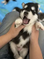 Green Boy(long hair), a male Alaskan Malamute for sale in North Dartmouth, MA – Photo 2 of 6