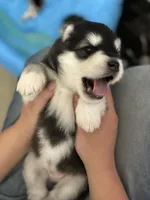Green Boy(long hair), a male Alaskan Malamute for sale in North Dartmouth, MA – Photo 5 of 6