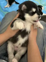 Green Boy(long hair), a male Alaskan Malamute for sale in North Dartmouth, MA – Photo 6 of 6