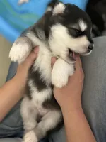Green Boy(long hair), a male Alaskan Malamute for sale in North Dartmouth, MA – Photo 4 of 6