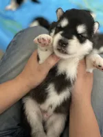 Green Boy(long hair), a male Alaskan Malamute for sale in North Dartmouth, MA – Photo 3 of 6