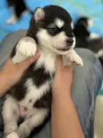 Green Boy(long hair), a male Alaskan Malamute for sale in North Dartmouth, MA – Photo 1 of 6