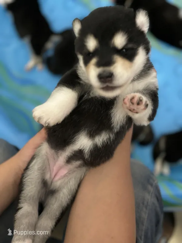 Purple Girl – Alaskan Malamute puppy for sale in North Dartmouth, MA