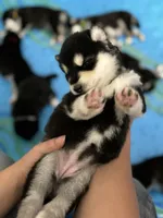 Purple Girl, a female Alaskan Malamute for sale in North Dartmouth, MA – Photo 2 of 10