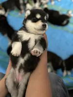 Purple Girl, a female Alaskan Malamute for sale in North Dartmouth, MA – Photo 4 of 10