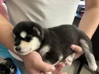 Purple Girl, a female Alaskan Malamute for sale in North Dartmouth, MA – Photo 9 of 10