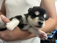 Purple Girl, a female Alaskan Malamute for sale in North Dartmouth, MA – Photo 8 of 10