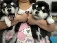 Purple Girl, a female Alaskan Malamute for sale in North Dartmouth, MA – Photo 5 of 10
