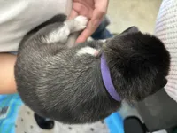 Purple Girl, a female Alaskan Malamute for sale in North Dartmouth, MA – Photo 6 of 10