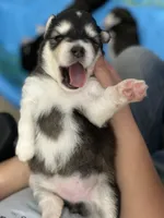 Pink Girl(long coat), a female Alaskan Malamute for sale in North Dartmouth, MA – Photo 1 of 10