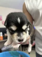 Pink Girl(long coat), a female Alaskan Malamute for sale in North Dartmouth, MA – Photo 6 of 10