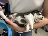 Pink Girl(long coat), a female Alaskan Malamute for sale in North Dartmouth, MA – Photo 7 of 10